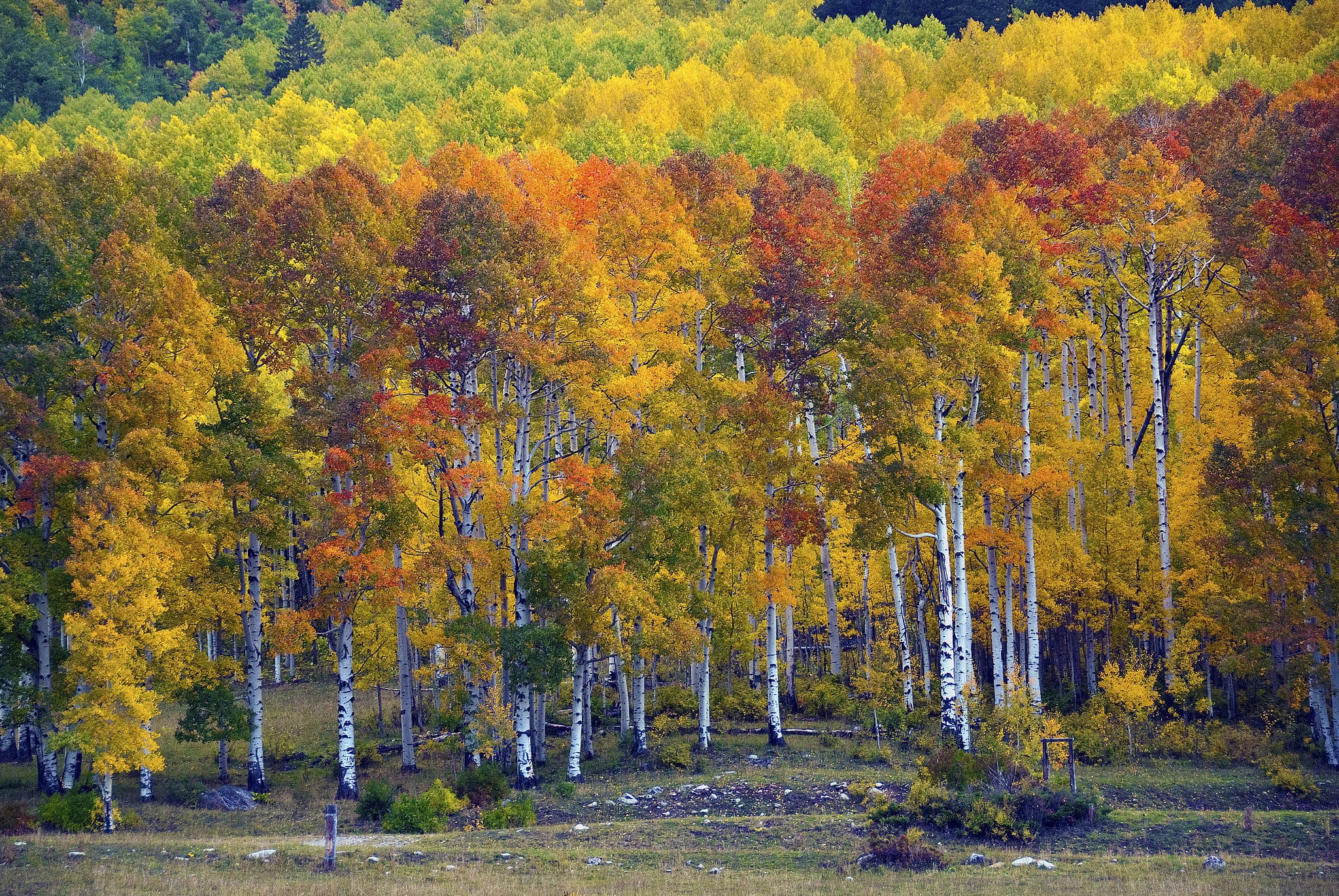 杜兰戈的秋天色彩//体验充满活力的秋天科罗拉多树叶与公路旅行的旅程，带你通过一些最好的白杨树林在该州。