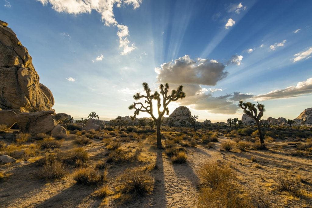 Joshua Tree National Park // The best California road trips stops for outdoor adventure including California's National Parks, monuments, coastal towns, and more.
