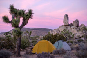 在约书亚树旁的露营地搭起两个帐篷，日落或日出时，天空变成粉红色和紫色