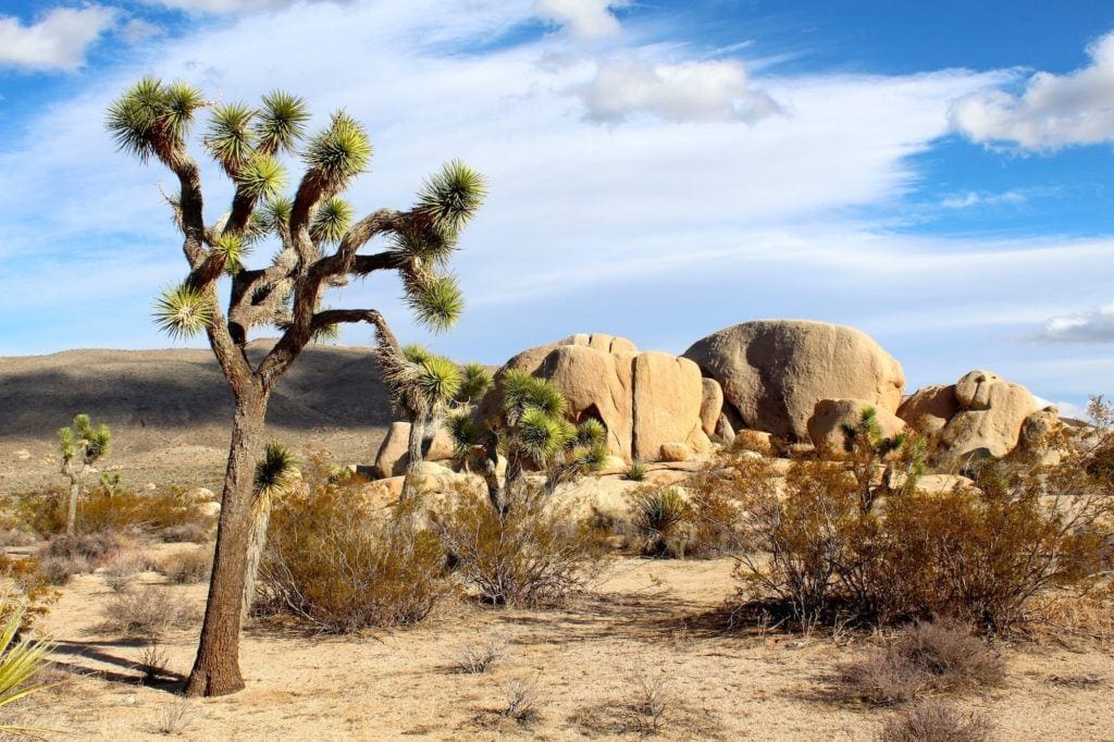 加利福尼亚约书亚树国家公园的约书亚树沙漠景观和巨石