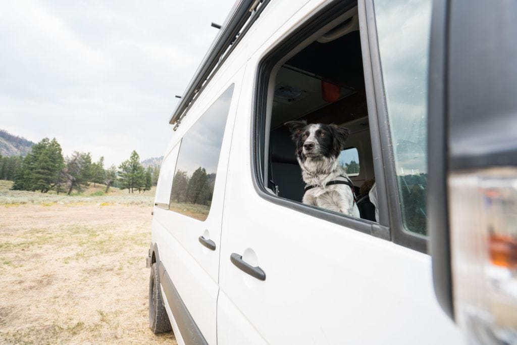 这里有15个与你的狗一起公路旅行的实用技巧，包括让你的狗在路上锻炼和娱乐的训练和想法。