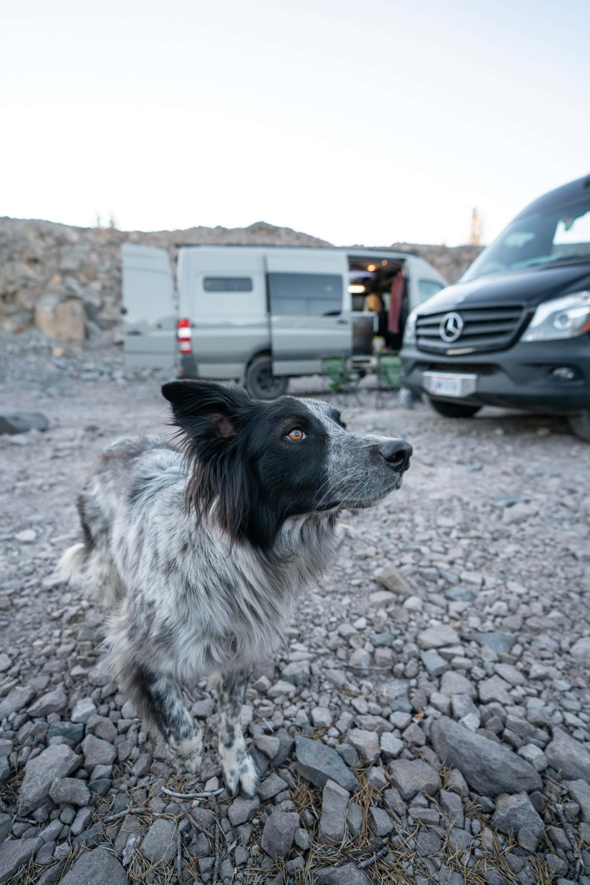 想知道带狗的货车生活是什么样的吗?以下是与宠物一起住在货车里的小贴士，以及如何在旅行时找到适合狗狗的活动。