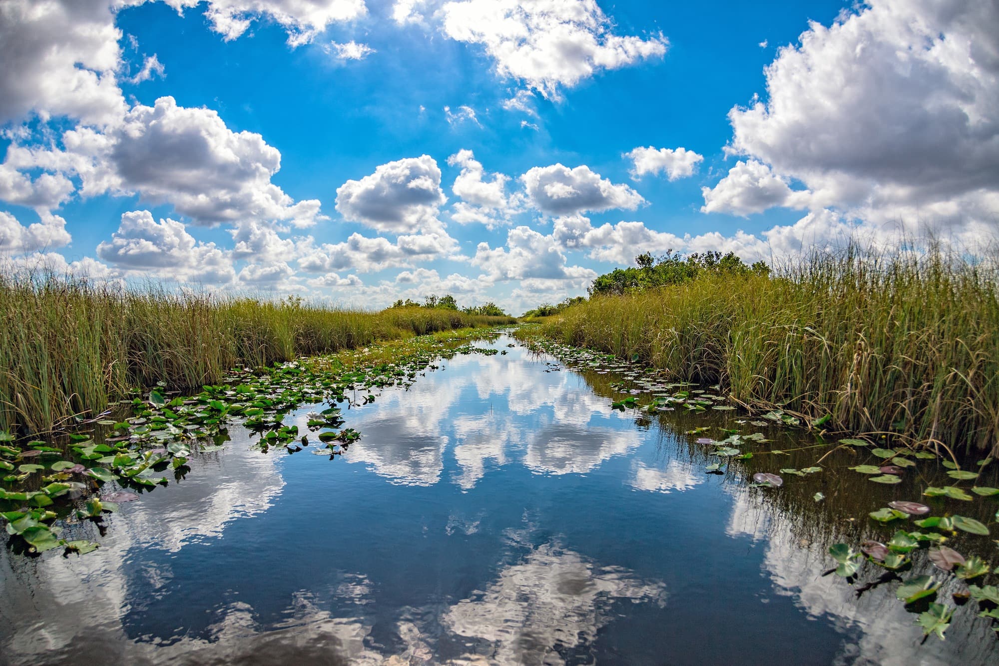 沼泽地国家公园狭窄的运河两旁长着高大的草和睡莲