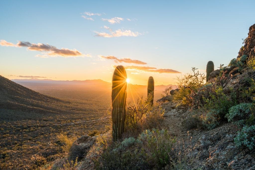 Saguaro cacti illuminated by golden light from setting sun in Saguaro National Park in Tucson