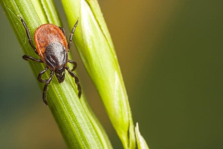 How to Avoid Ticks While Hiking