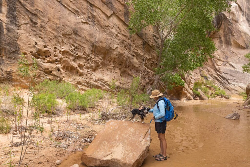 徒步旅行宠物小狗在大峡谷小径上的一块大岩石在犹他州与低水覆盖地面