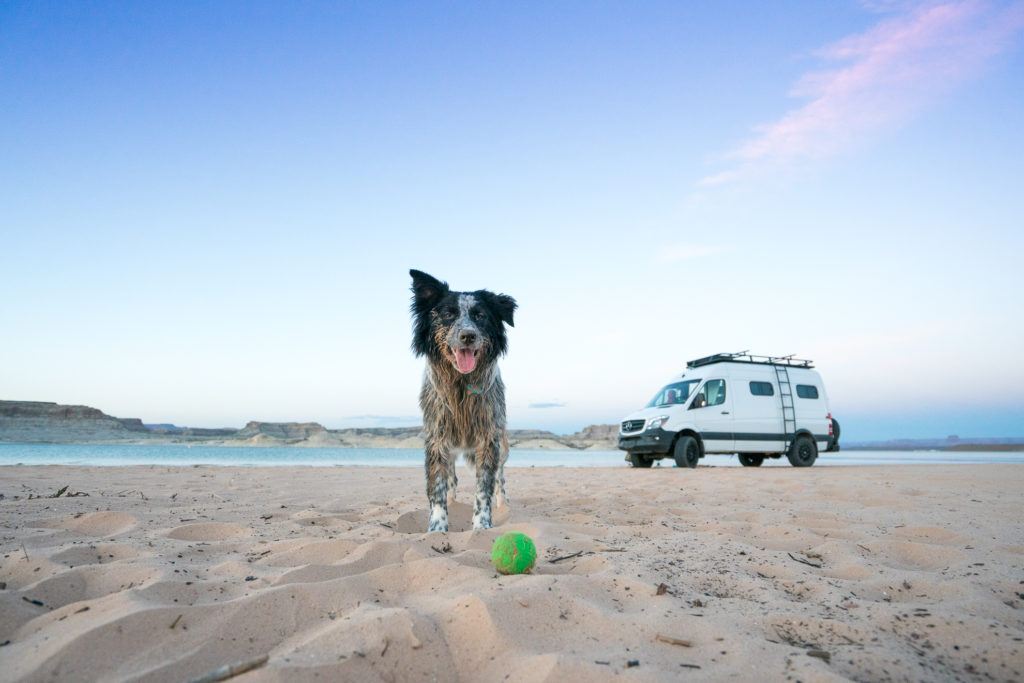 Dog standing on beach waiting for ball to be thrown with van parked on sand behind him