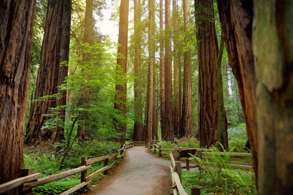 红杉//最好的加州公路旅行站户外冒险包括加州国家公园，纪念碑，沿海城镇，和更多。