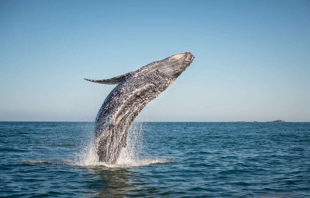 Whale Watching // The best California road trips stops for outdoor adventure including California's National Parks, monuments, coastal towns, and more.