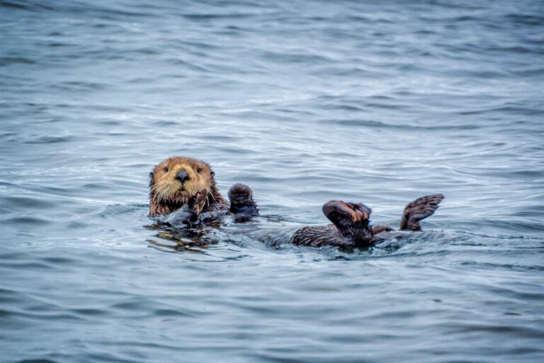 Kayaking with Sea Otters in Monterey Bay