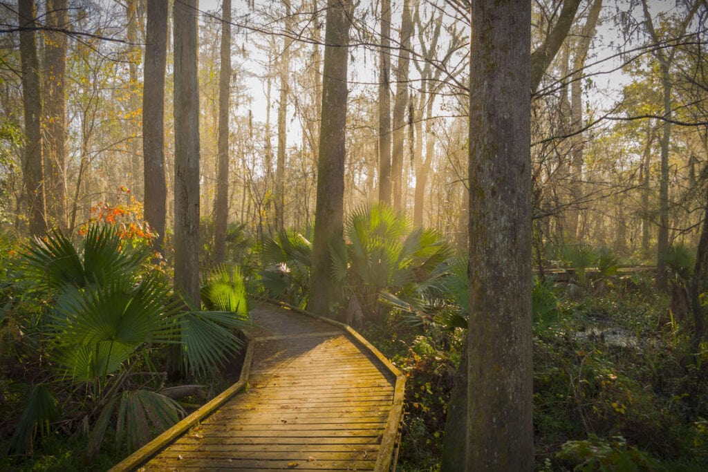 Boardwalk through marshy forest on a New Orleans hike