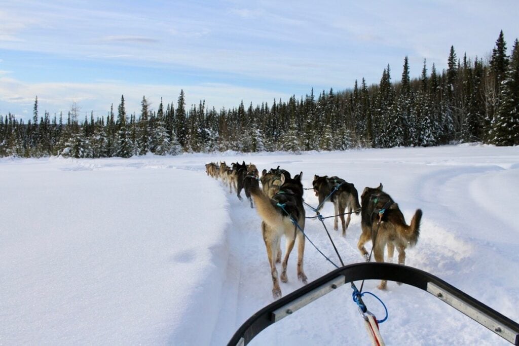 阿拉斯加费尔班克斯的冬天，10多只狗拉着雪橇