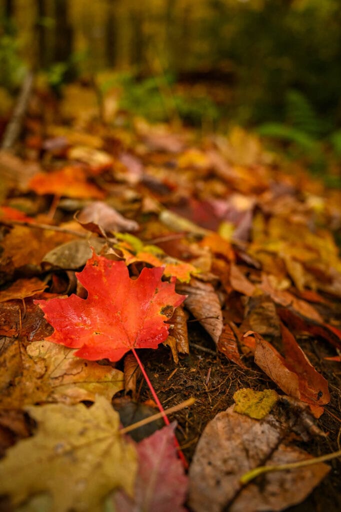 近距离拍摄的红色枫叶被散落的秋叶包围