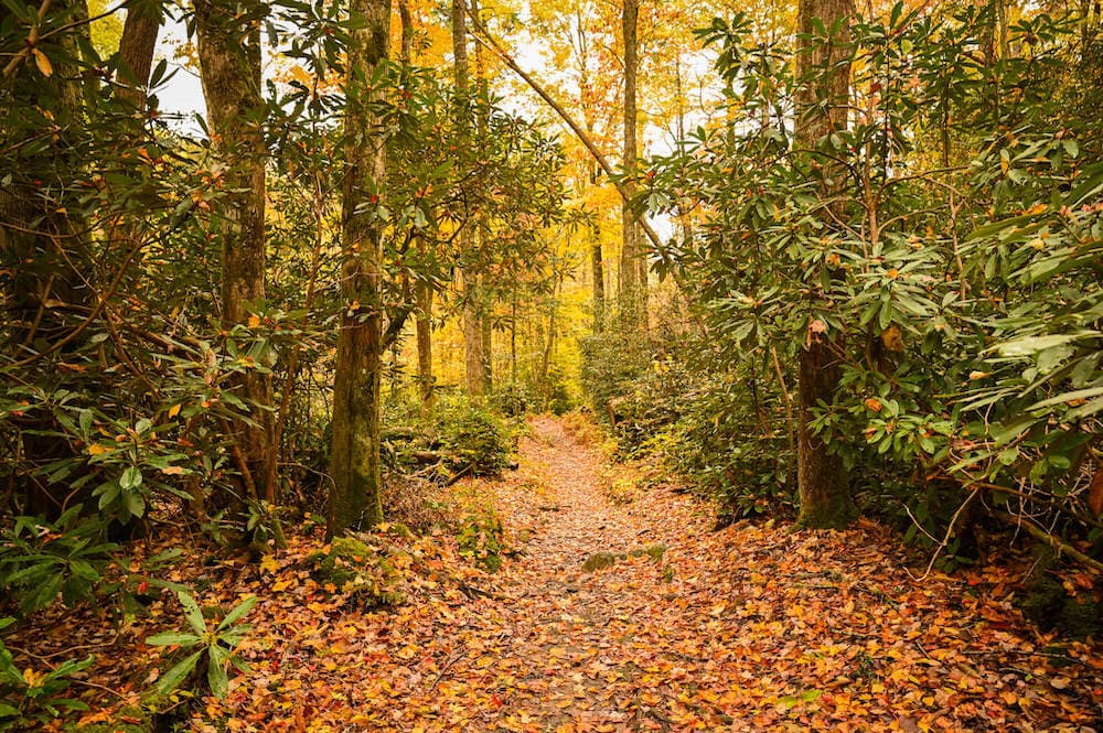 郁郁葱葱的森林小径在烟山国家公园与秋天的树叶