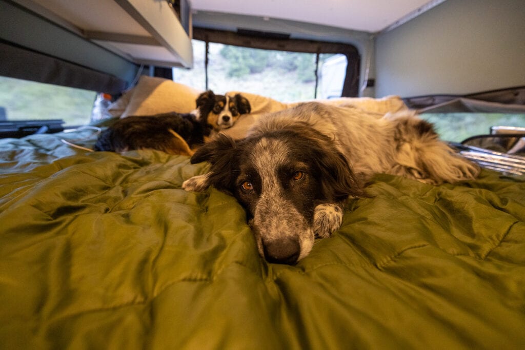 Sprinter露营车里的三块平板床足够两个成年人和两只狗睡