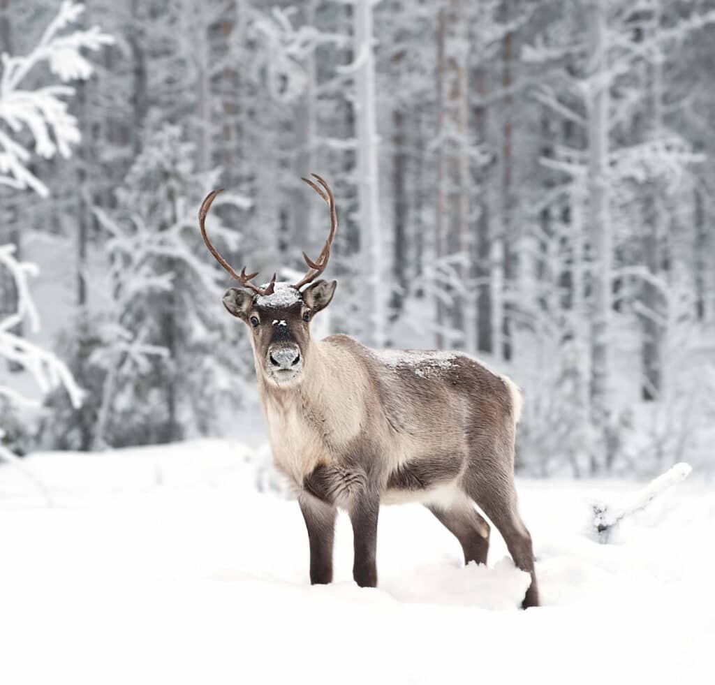 长着鹿角的驯鹿站在雪地里仰望镜头，周围是雪林景观