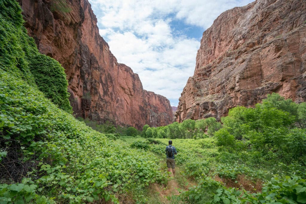 一名男子站在哈瓦苏峡谷的小径上，周围是郁郁葱葱的绿色植被和高大的红色岩石悬崖