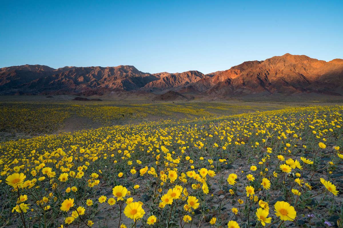 死亡谷国家公园的风景照片，黄色的野花和远处的落基山脉