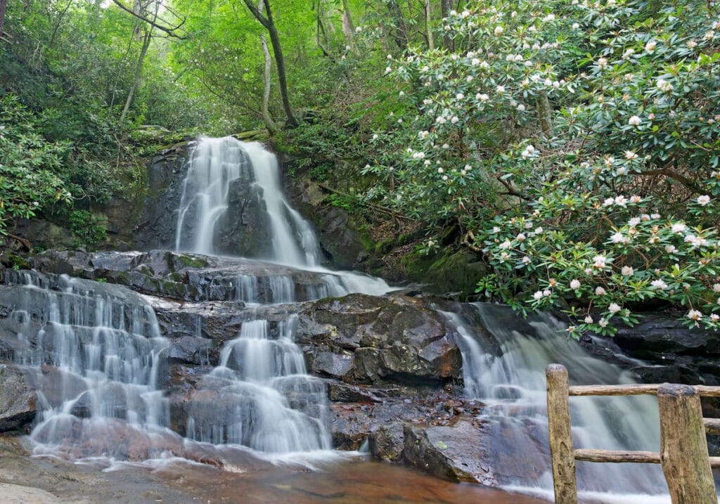 瀑布月桂瀑布在大烟山国家公园被开花树木和春季植被包围